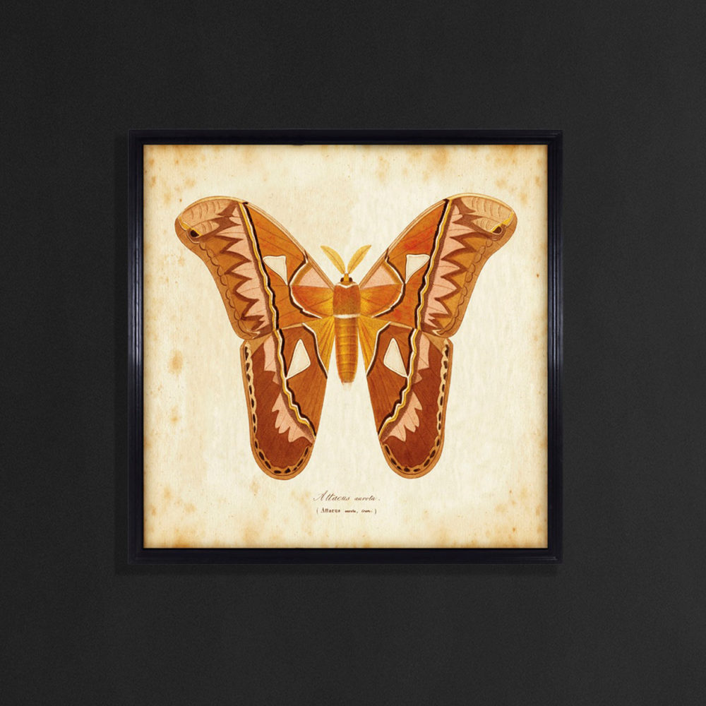 Timothy Oulton Artline Entomology Brown Natural Butterfly